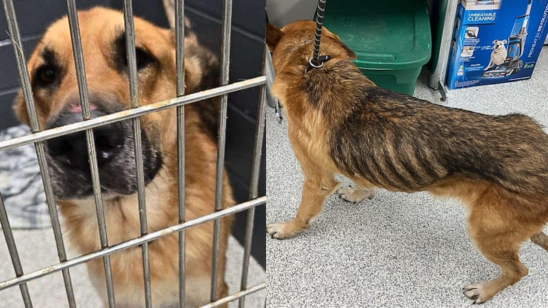 A dog in Ohio is recovering after it was found left in a snow-covered truck for days after its...